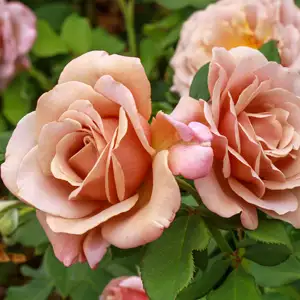 Rose Soul Sister (pbr) Rose Soul Sister (pbr)