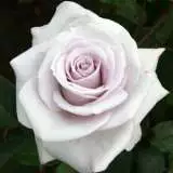 Stainless Steel16 - Garden Express Australia