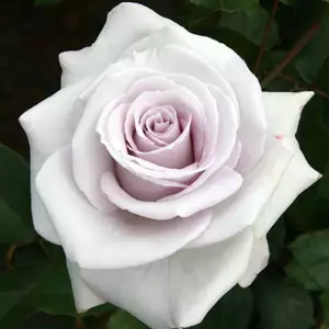 Rose Stainless Steel