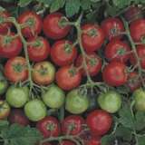 Tomato Tommy Toe Seetomtot - Garden Express Australia