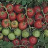 Tomato Tommy Toe Seetomtot - Garden Express Australia