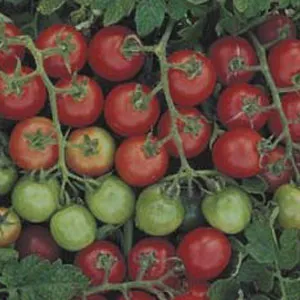 Seed – Tomato Tommy Toe