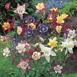 Seed – Aquilegia Mckana Giants