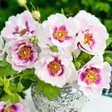 Brindabella Eyes For You Vase - Garden Express Australia