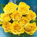 Brindabella Goldie14 - Garden Express Australia