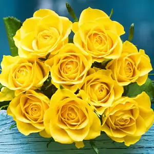 Brindabella Rose Goldie