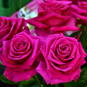 Brindabella Rose Magnifica