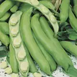 Broad Bean Coles Early Dwarf 60g Pk 16 - Garden Express Australia