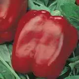 Capsicum Californian Wonder Bell 100 Pk 16 - Garden Express Australia