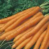 Carrot Baby Pak 2000 Pk 16 - Garden Express Australia
