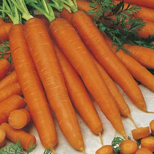 Carrot Navarre 500 Pk 16 - Garden Express Australia