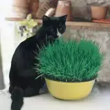 Cat Grass Pk Of 500 16 - Garden Express Australia