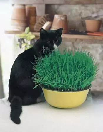 Seed – Cat Grass