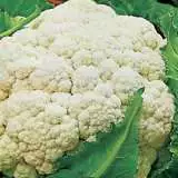 Cauliflower Quicheart 250 Pk 16 - Garden Express Australia