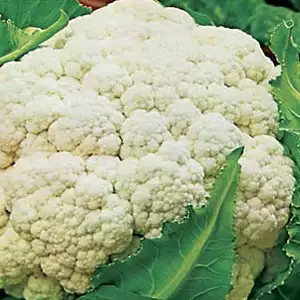 Seed – Cauliflower Quickheart