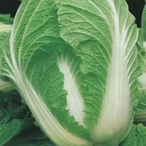 Seed – Chinese Cabbage Nagaoka Seed – Chinese Cabbage Nagaoka