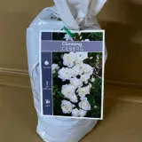 Climbing Rose Iceberg Climbing Rose Iceberg