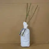 Climbing Rose Iceberg Climbing Rose Iceberg