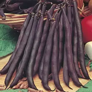 Seed – Climbing Bean Purple King
