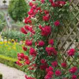 Climbing Rose Mr Lincoln 2019 Roscmli - Garden Express Australia