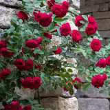 Climbing Rose Red Pierre 2019 Roscrpi - Garden Express Australia