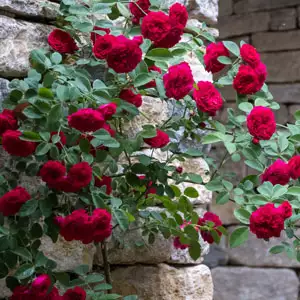 Climbing Rose Red Pierre De Ronsard (pbr)