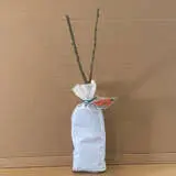 Climbing Rose Mr Lincoln Climbing Rose Mr Lincoln