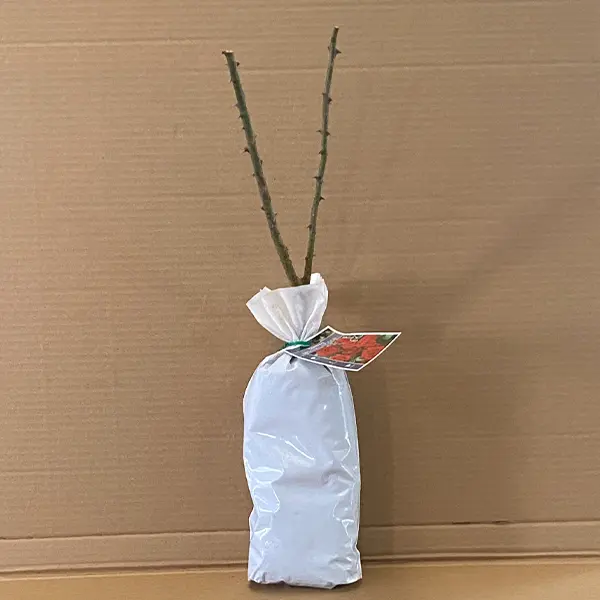 Climbing Rose Mr Lincoln Climbing Rose Mr Lincoln