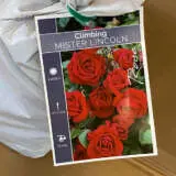 Climbing Rose Mr Lincoln Climbing Rose Mr Lincoln