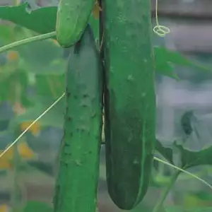 Seed – Cucumber Burpless