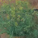 Herb Garden Gifts Dill 750pk 16 - Garden Express Australia