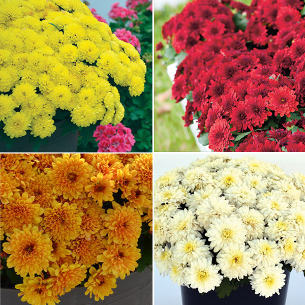 Garden Mum Chrysanthemum Collection Garden Express