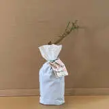 Rose Many Happy Returns Rose Many Happy Returns