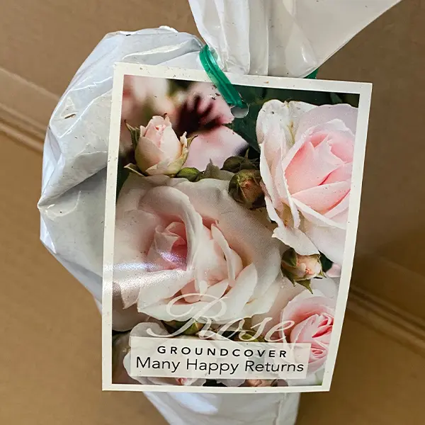 Rose Many Happy Returns