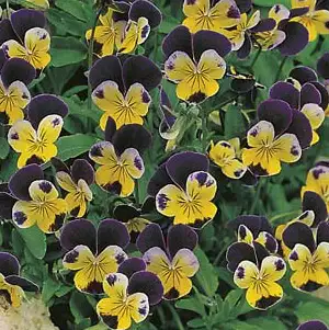 Seed – Heartsease Johnny Jump Up Seed – Heartsease Johnny Jump Up