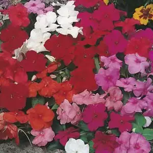 Seed – Impatiens Safari Mixed/colour Cocktail