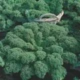 Kale Dwarf Green Curled 16 - Garden Express Australia