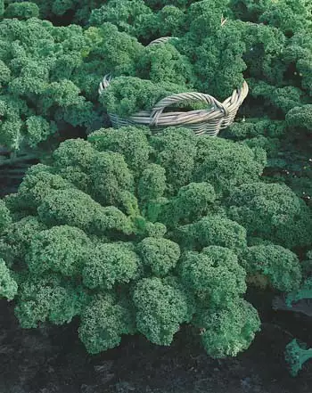 Seed – Kale Green Dwarf Curled