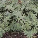 Kale Red Russian 16 - Garden Express Australia