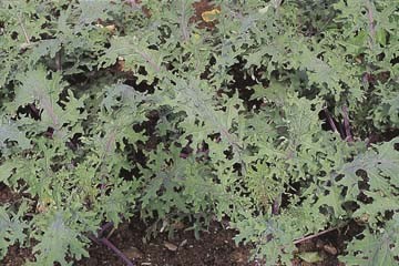 Seed – Kale Russian Red