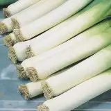 Leek Carenten16 - Garden Express Australia