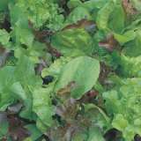 Lettuce Mixed Leaf Salad 16 - Garden Express Australia