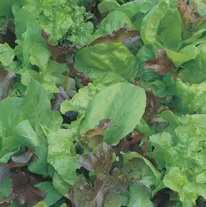 Seed – Lettuce Mixed Salad Leaves