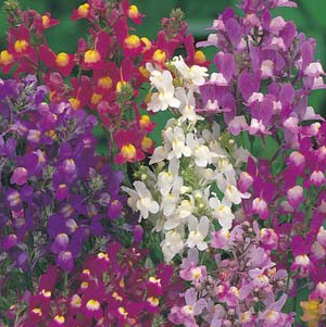 Linaria Fairy Bouquet 16 - Garden Express Australia