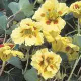 Nasturtium Peach Melba 16 - Garden Express Australia
