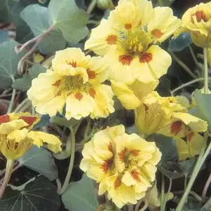 Seed – Nasturtium Peach Melba