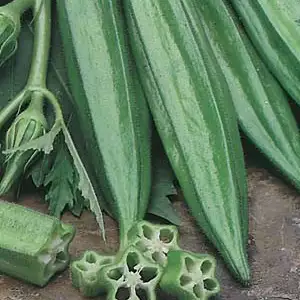 Seed – Okra Ladys Finger