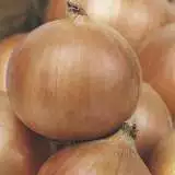 Onion Hunter River Brown 16 - Garden Express Australia