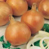 Seed – Onion Creamgold