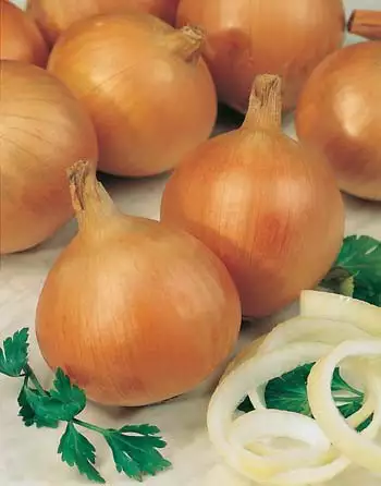 Seed – Onion Creamgold